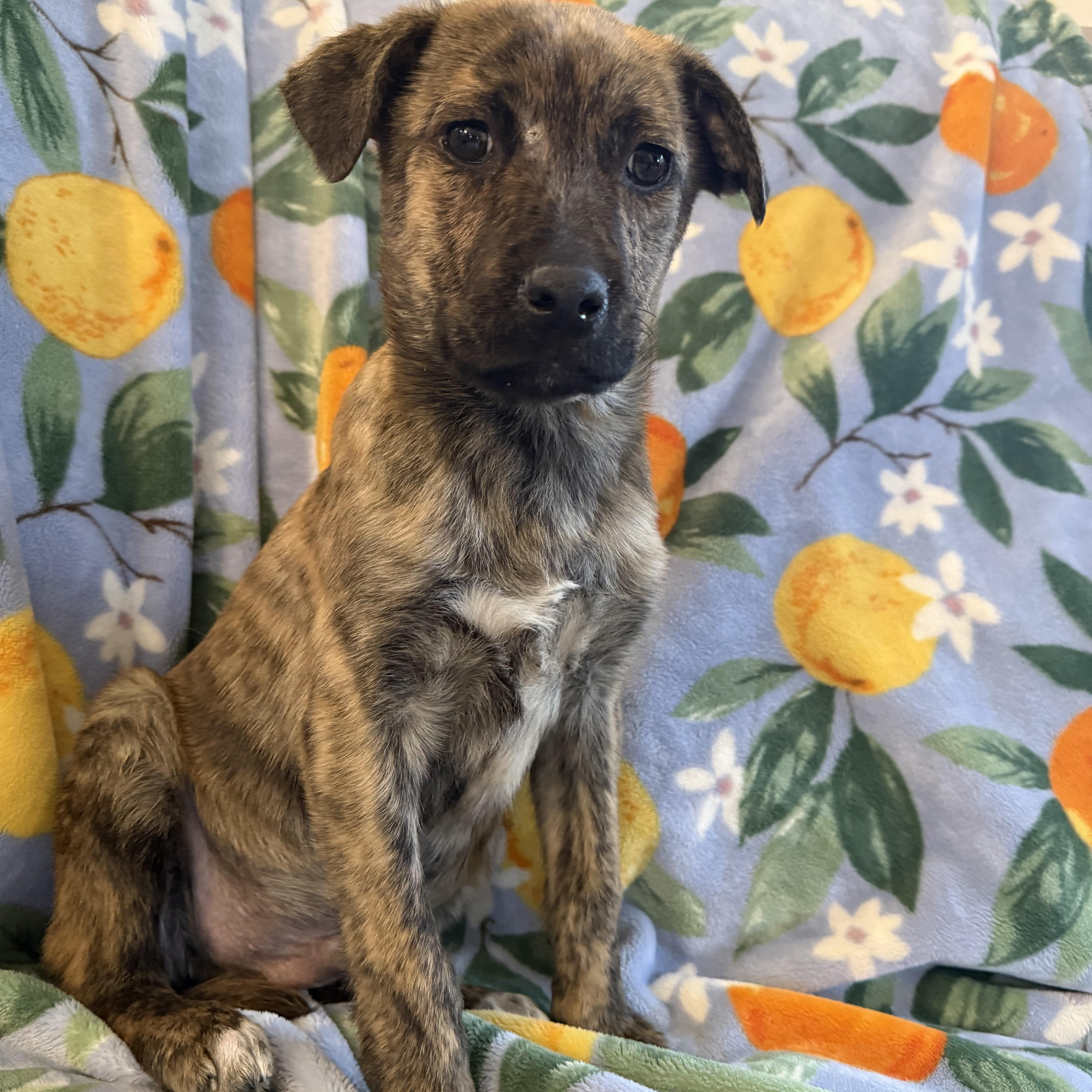 Ethan, a ADOPTABLE mixed breed in Minneapolis, MN image 6/6