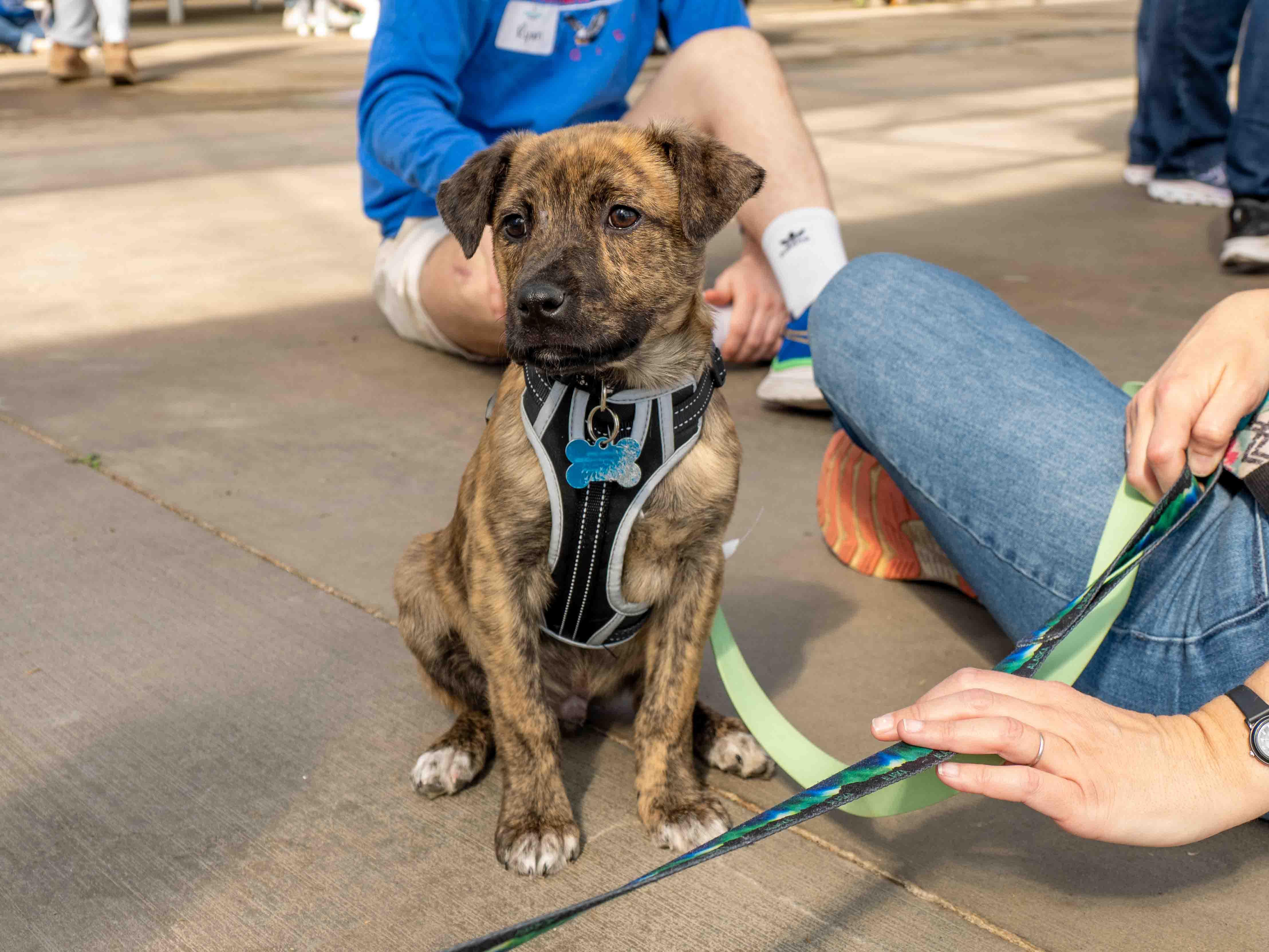 Ethan, a ADOPTABLE mixed breed in Minneapolis, MN image 2/6