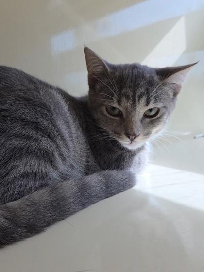 Starfire, a Adoptable Domestic Short Hair in Chesapeake, VA image 1/3