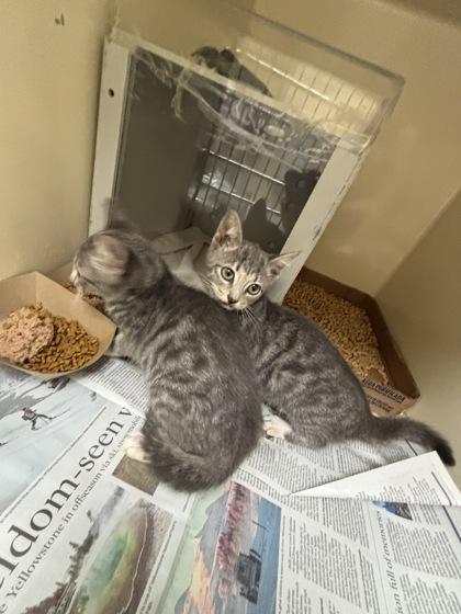 Starfire, Adoptable, Kitten Female Domestic Short Hair & Domestic Short Hair.