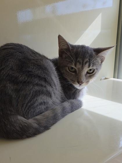 Starfire, Adoptable, Kitten Female Domestic Short Hair & Domestic Short Hair.