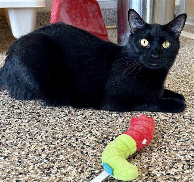 OREO, Adoptable, Young Male Bombay.