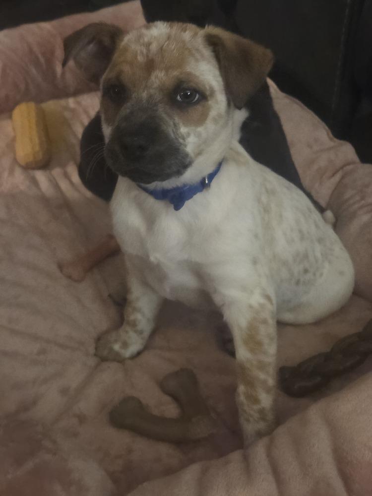 Blast, Adoptable, Puppy Male Mixed Breed.