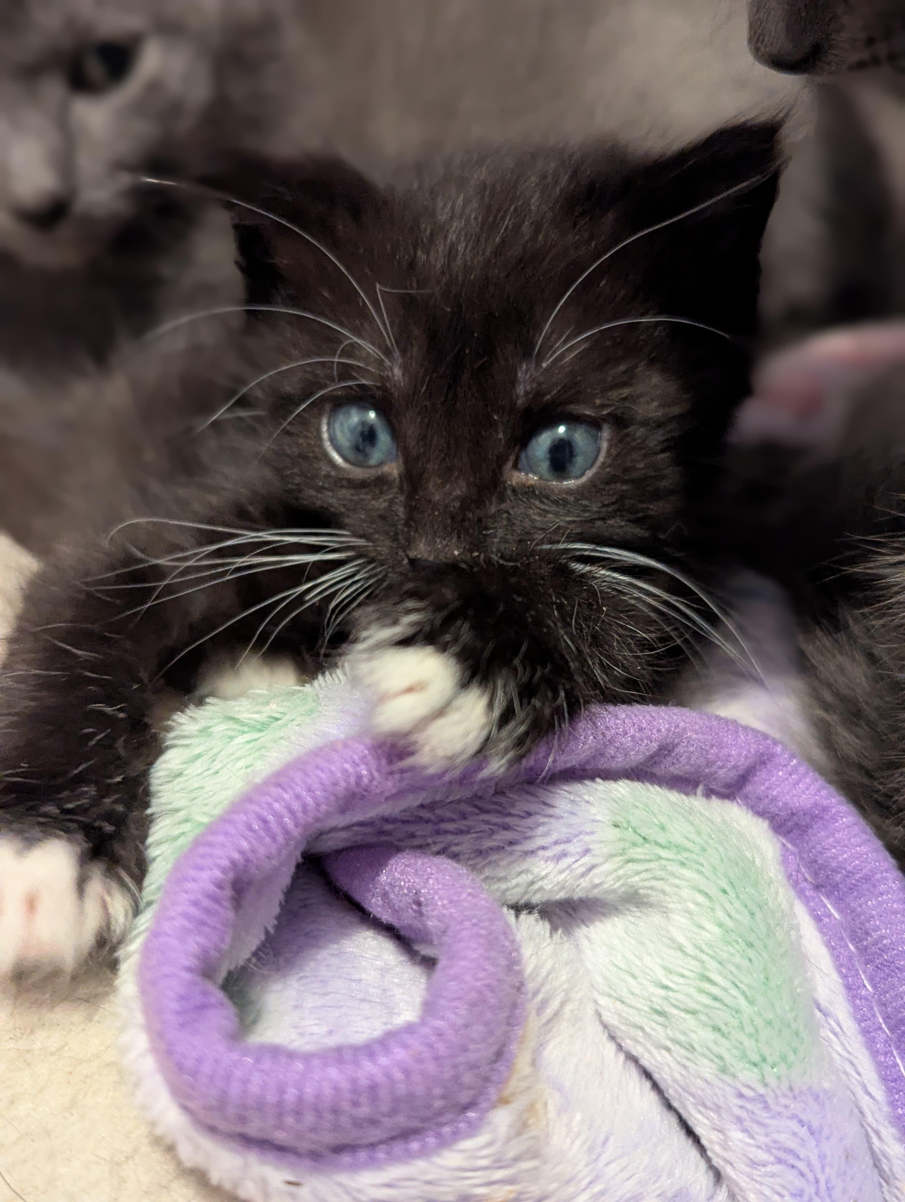 Enlarge Elf, an adopted Domestic Short Hair in Morristown, NJ image 1/6