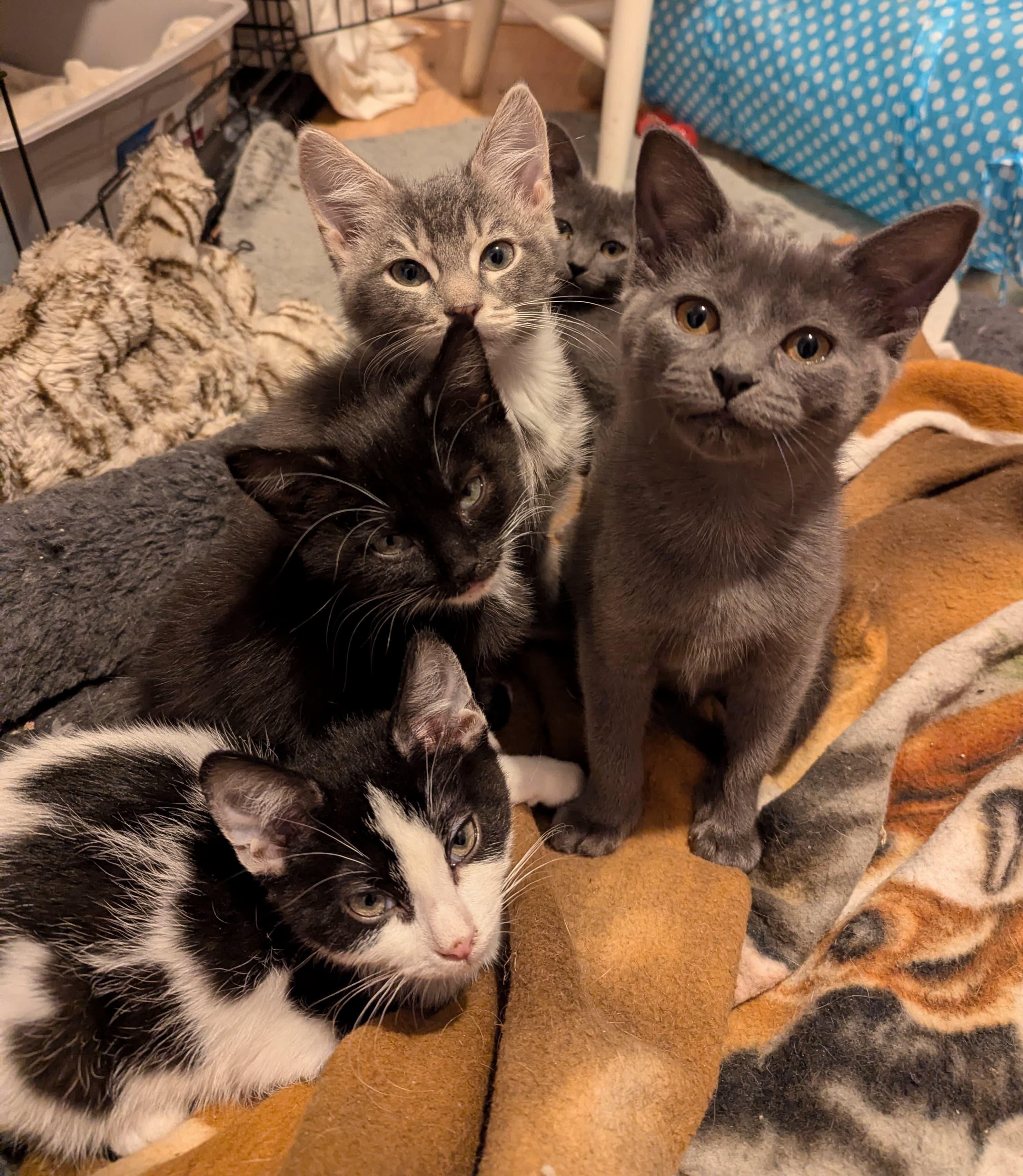 Enlarge Elf, an adopted Domestic Short Hair in Morristown, NJ image 4/6