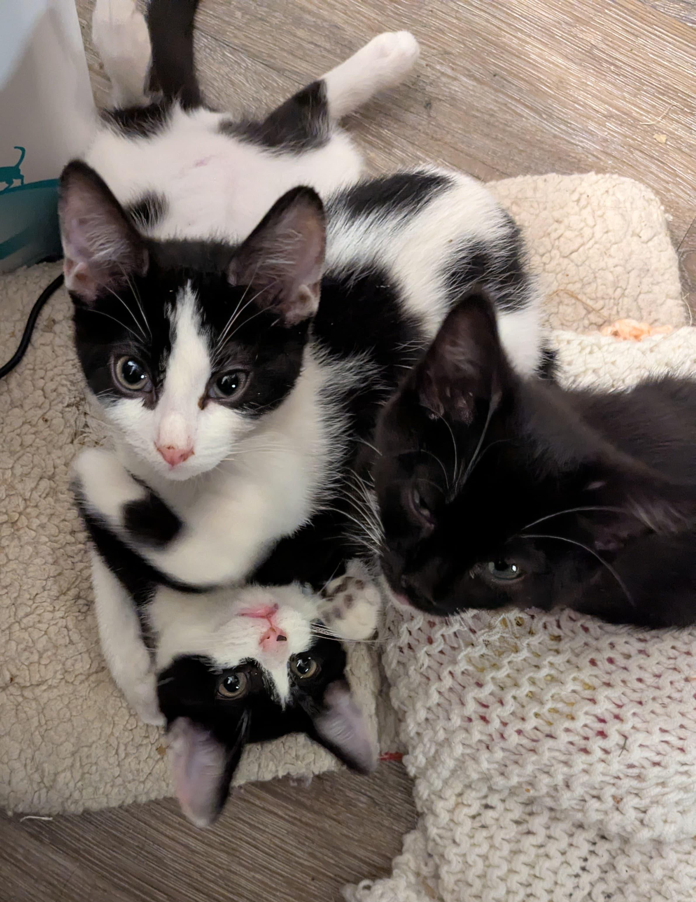 Enlarge Elf, an adopted Domestic Short Hair in Morristown, NJ image 5/6