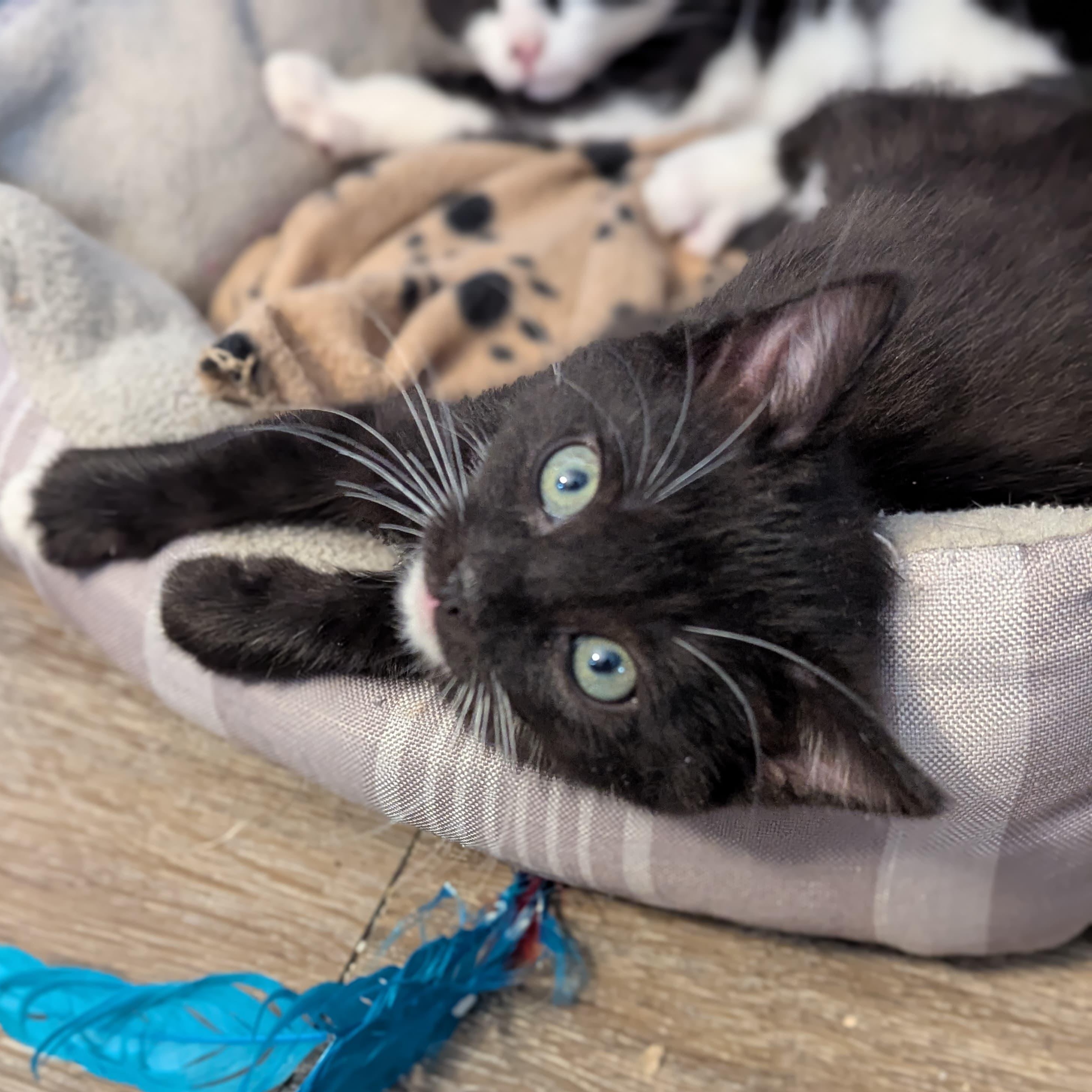 Enlarge Elf, an adopted Domestic Short Hair in Morristown, NJ image 6/6