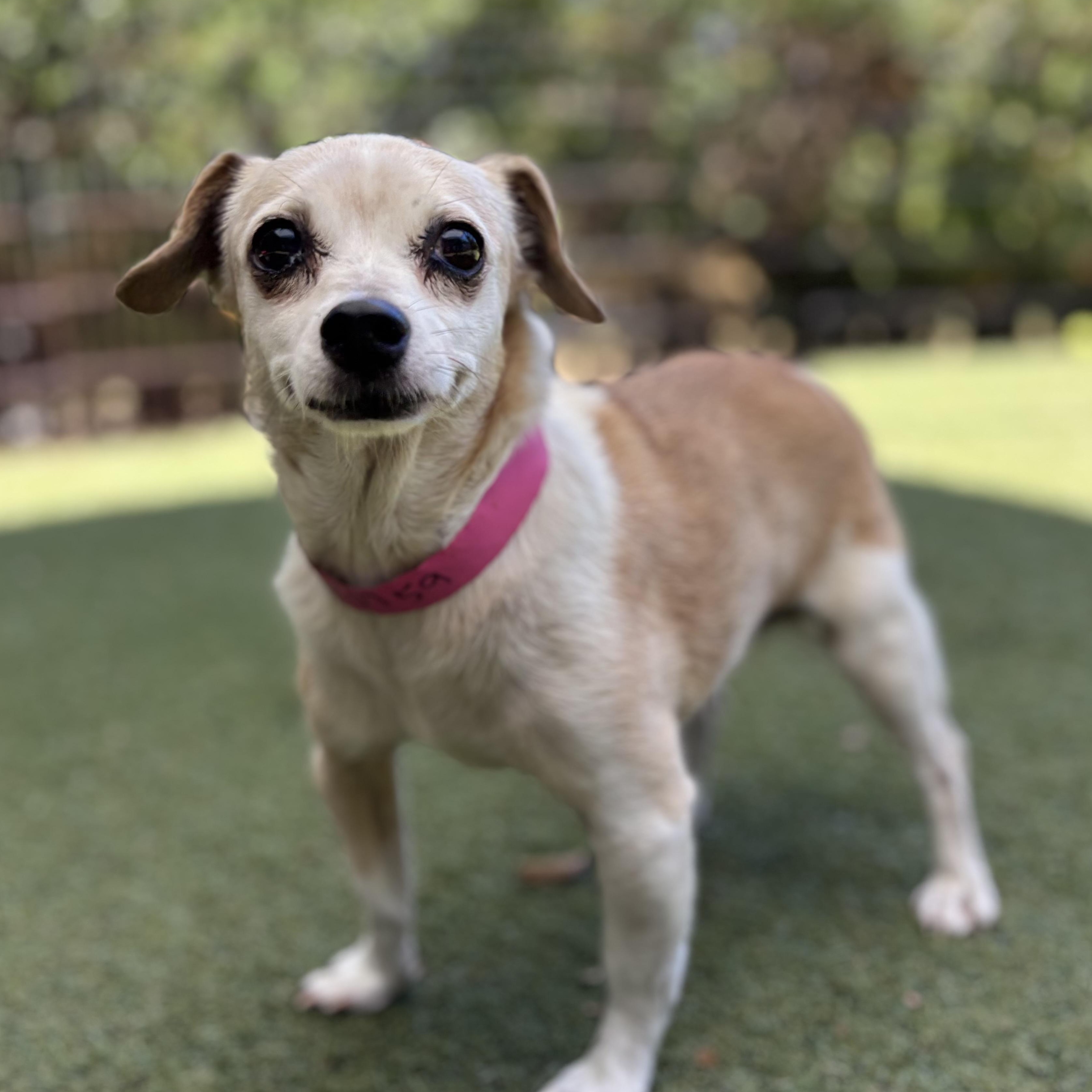 Calypso, Adoptable, Adult Female Terrier.