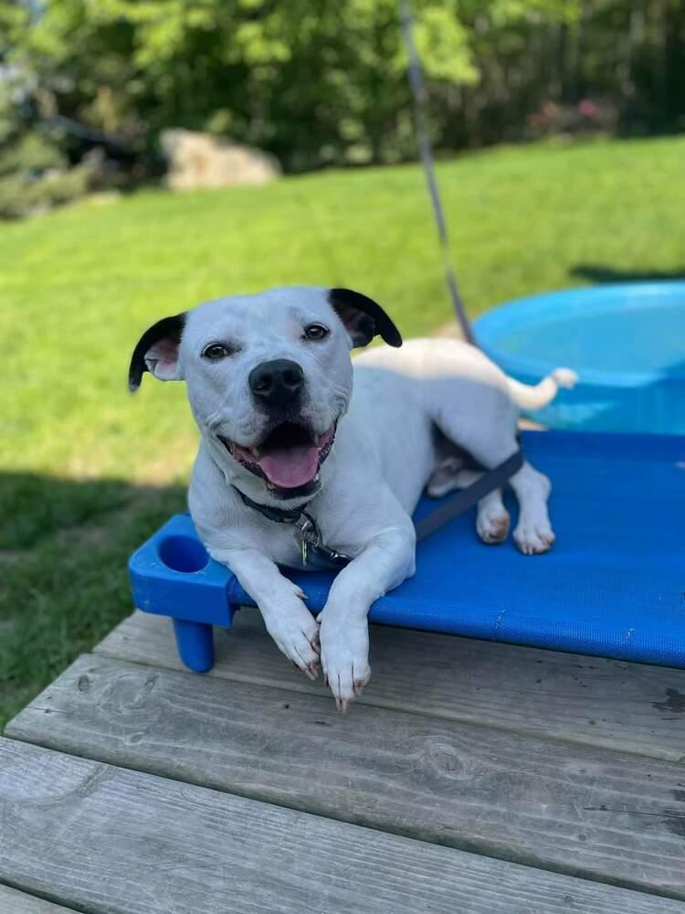 Walter, Adoptable, Adult Male Pit Bull Terrier & Basset Hound.