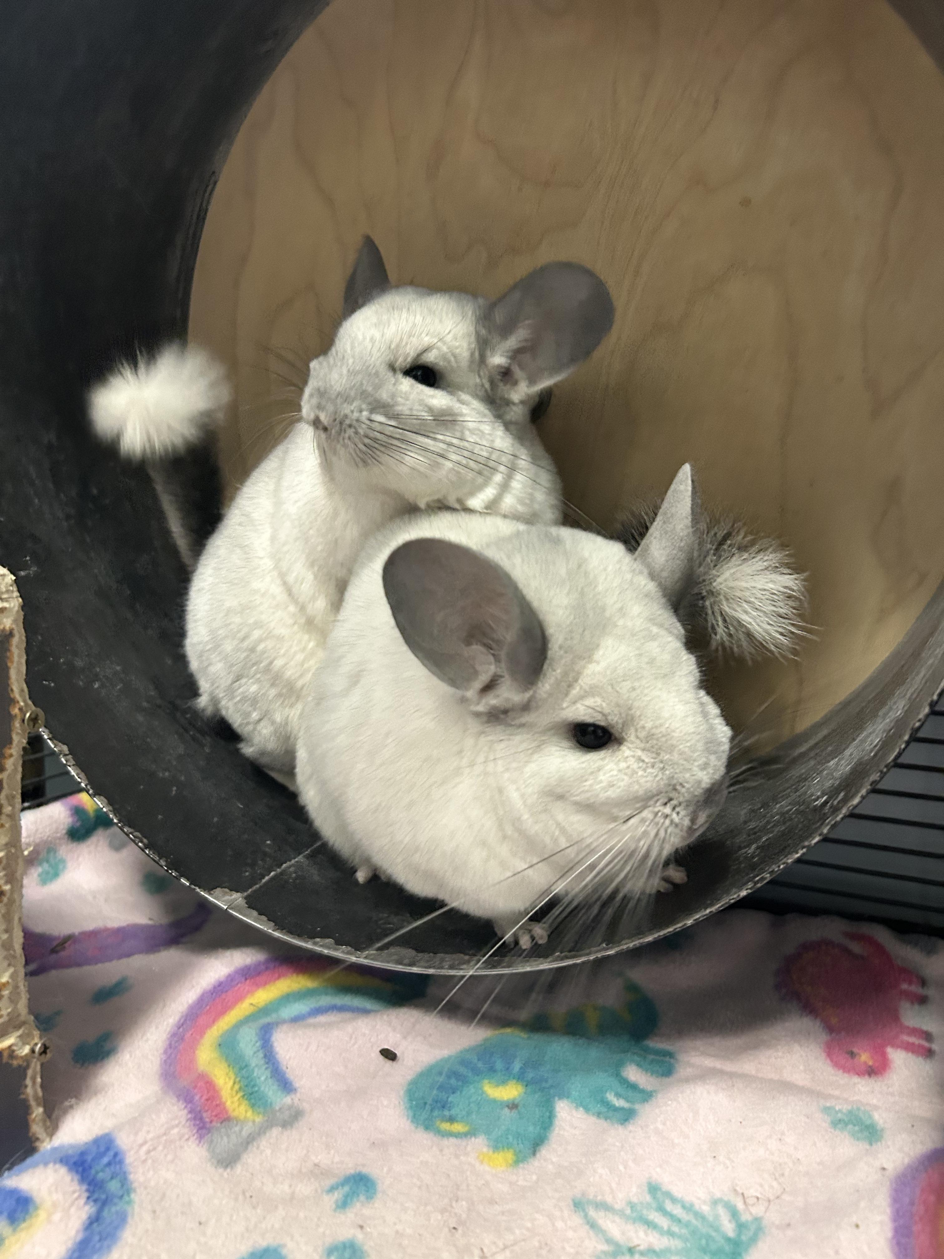 Carl, Rachel, Jasper, and Merritt **Adoption Pending!**, adopted, Adult Male Chinchilla.