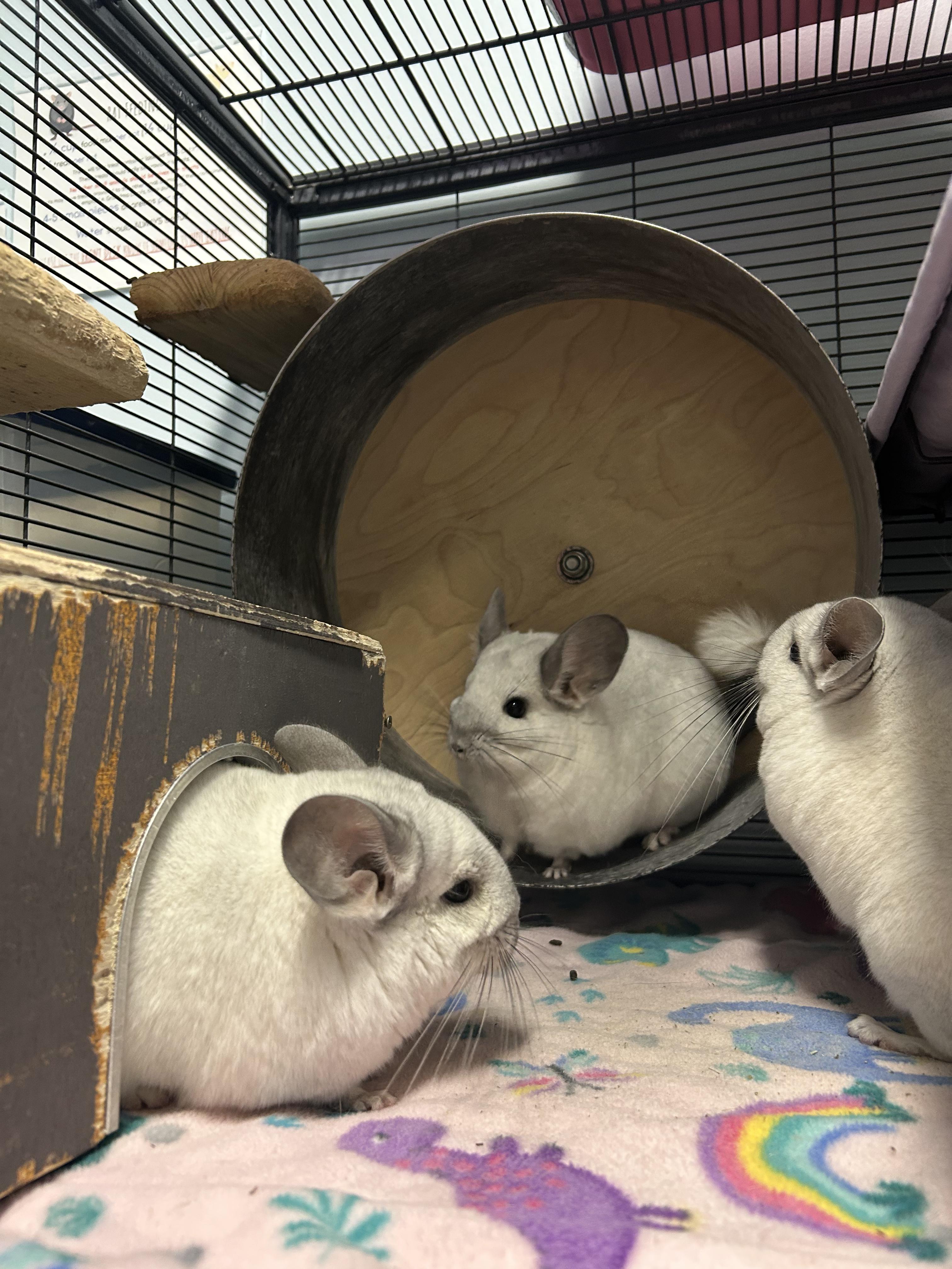 Carl, Rachel, Jasper, and Merritt **Adoption Pending!**, an adopted Chinchilla in Edgewood, MD image 2/6