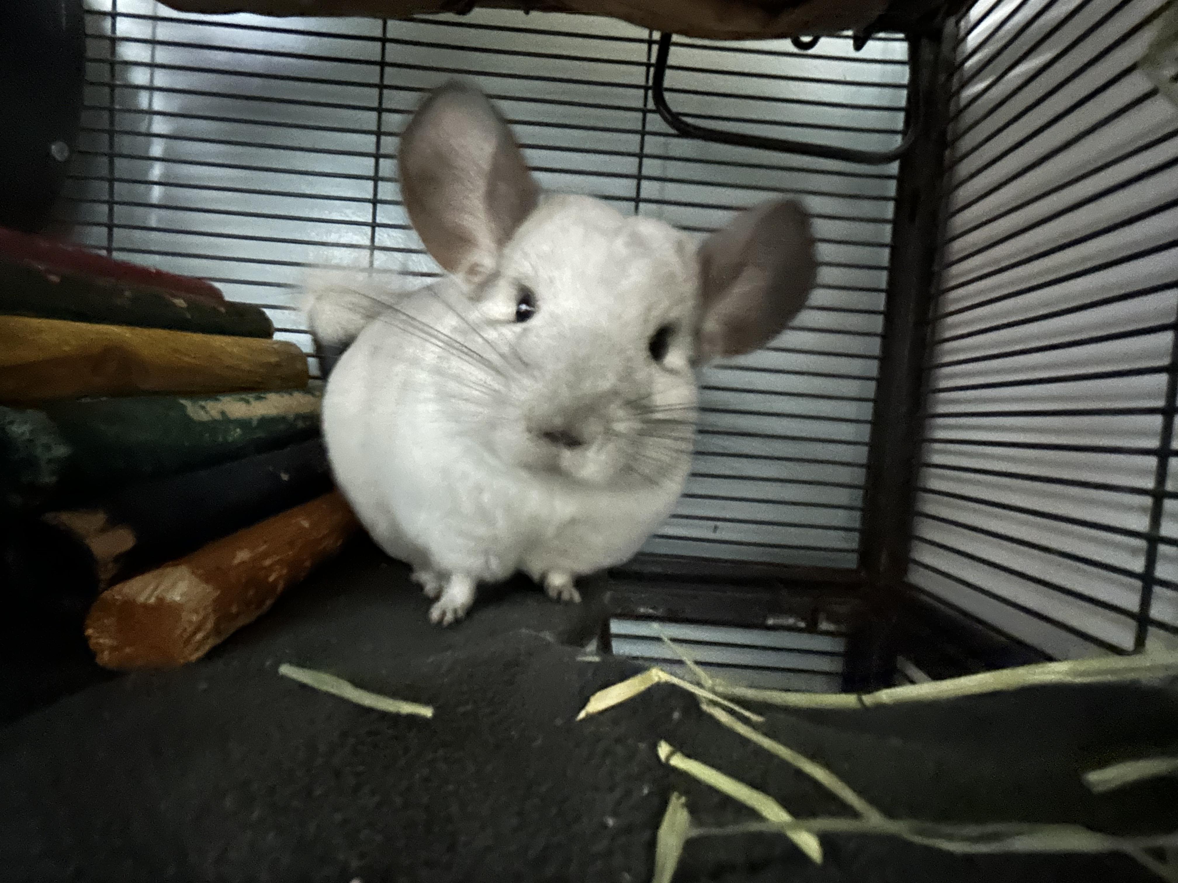 Carl, Rachel, Jasper, and Merritt **Adoption Pending!**, an adopted Chinchilla in Edgewood, MD image 3/6