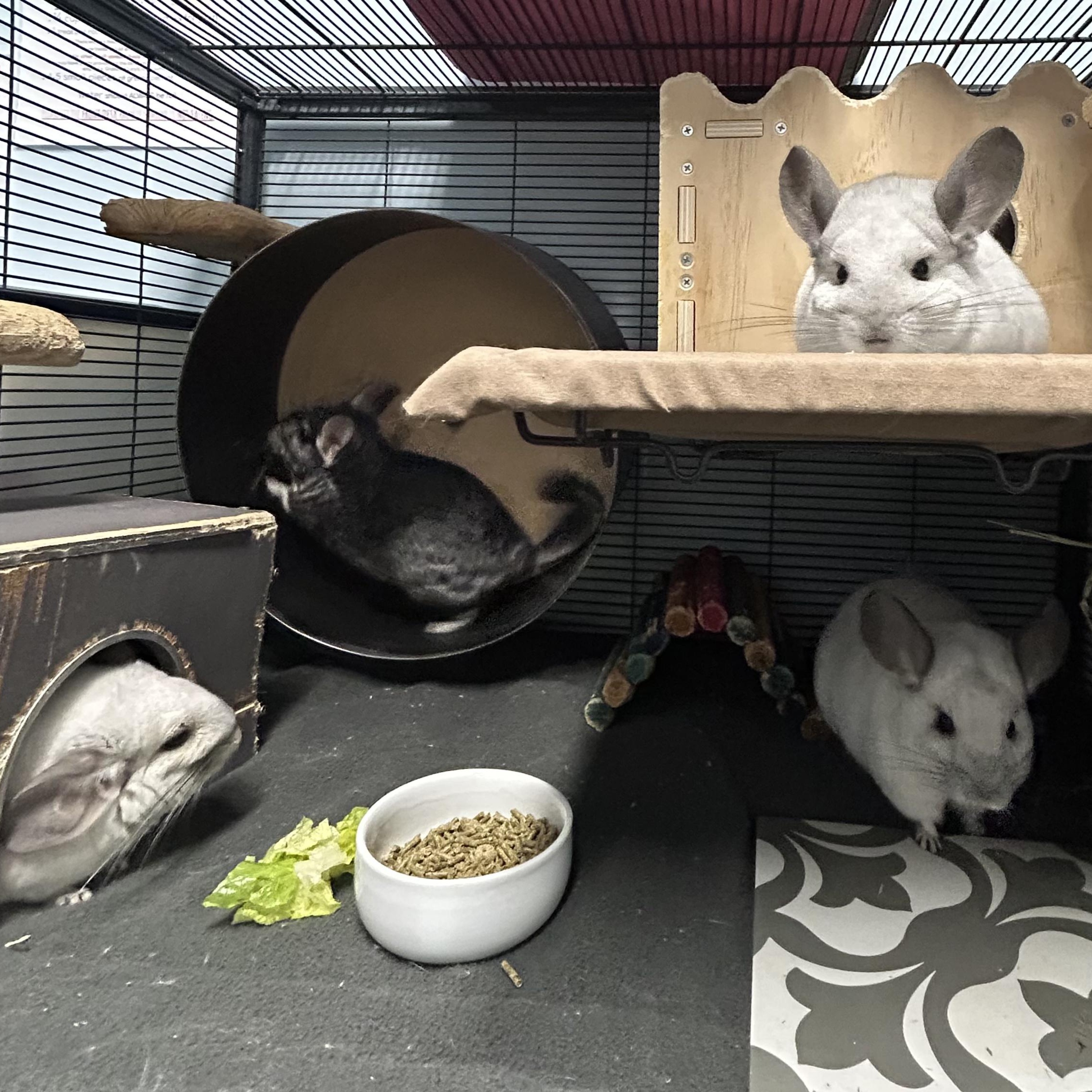 Carl, Rachel, Jasper, and Merritt **Adoption Pending!**, an adopted Chinchilla in Edgewood, MD image 4/6