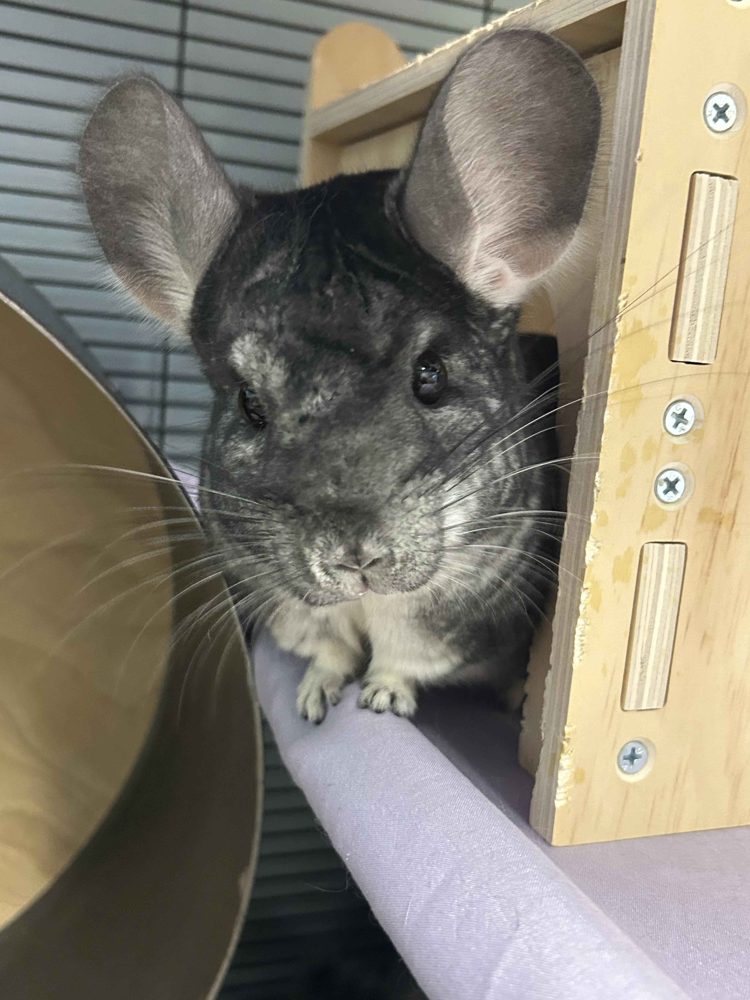 Carl, Rachel, Jasper, and Merritt **Adoption Pending!**, an adopted Chinchilla in Edgewood, MD image 5/6