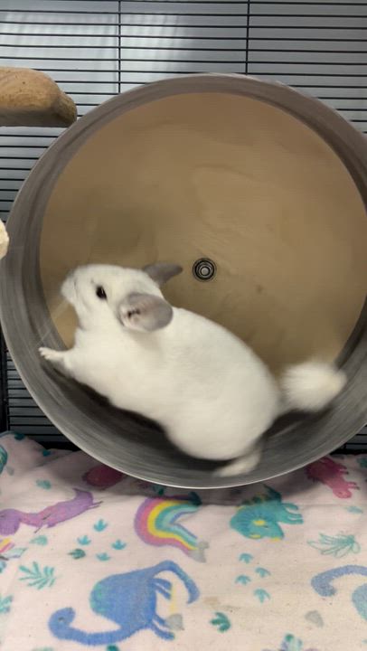 Enlarge Carl, Rachel, Jasper, and Merritt **Adoption Pending!**, an adopted Chinchilla in Edgewood, MD video 6/6