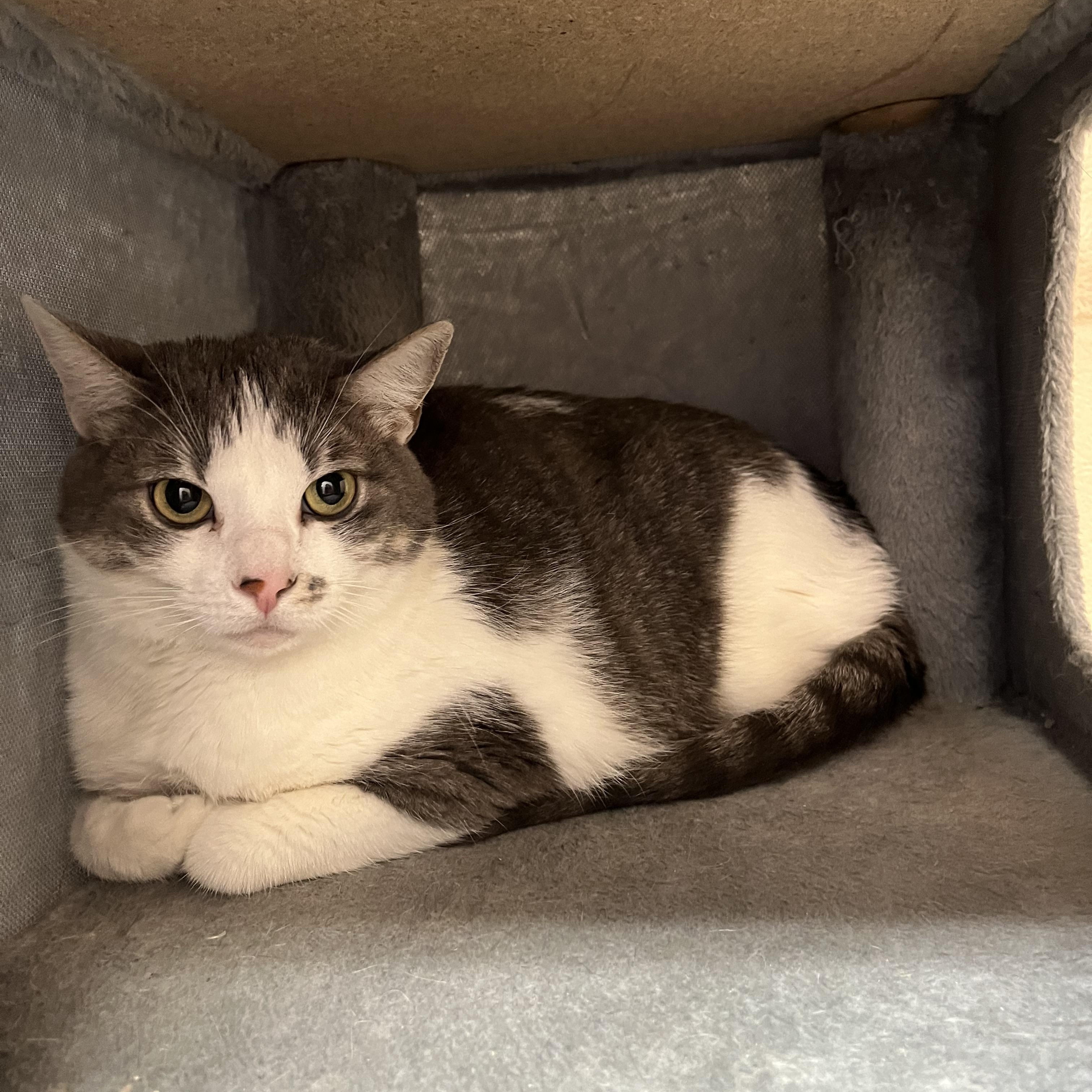 Lily, Adoptable, Young Female Domestic Short Hair.