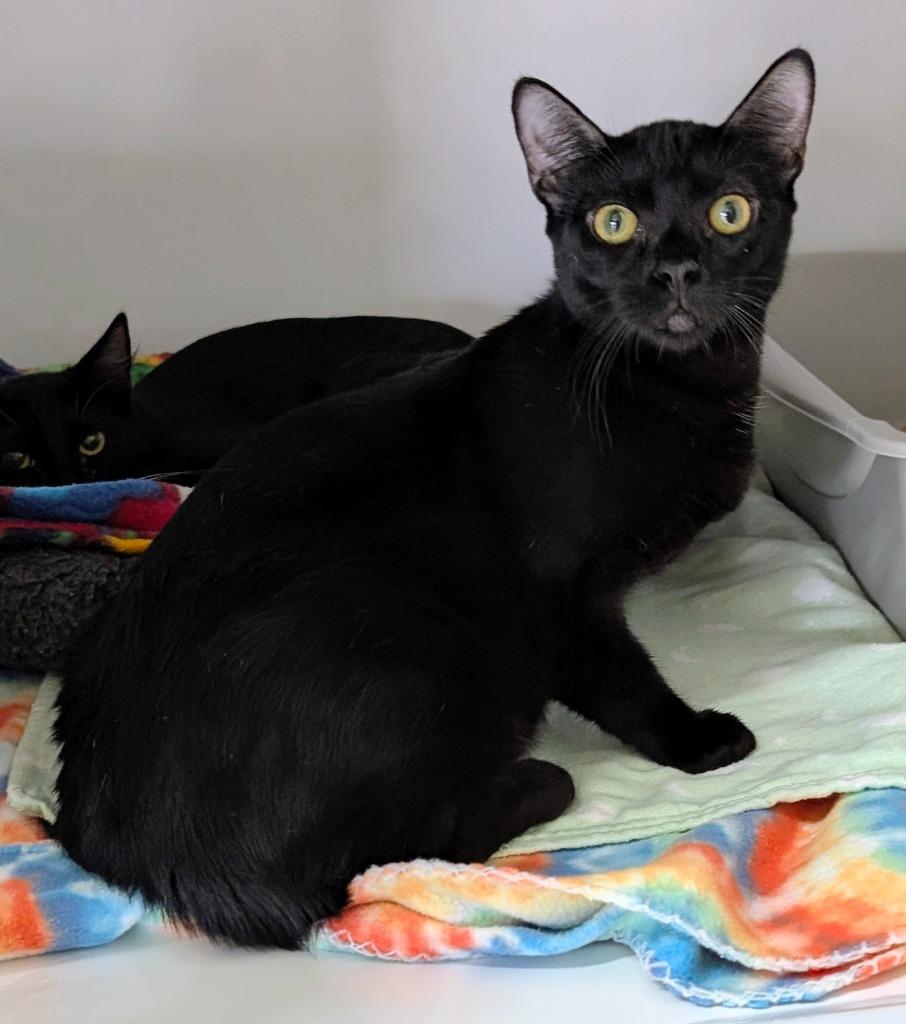 Enlarge Krispy Kreme, a Adoptable mixed breed in Peoria, AZ image 1/1