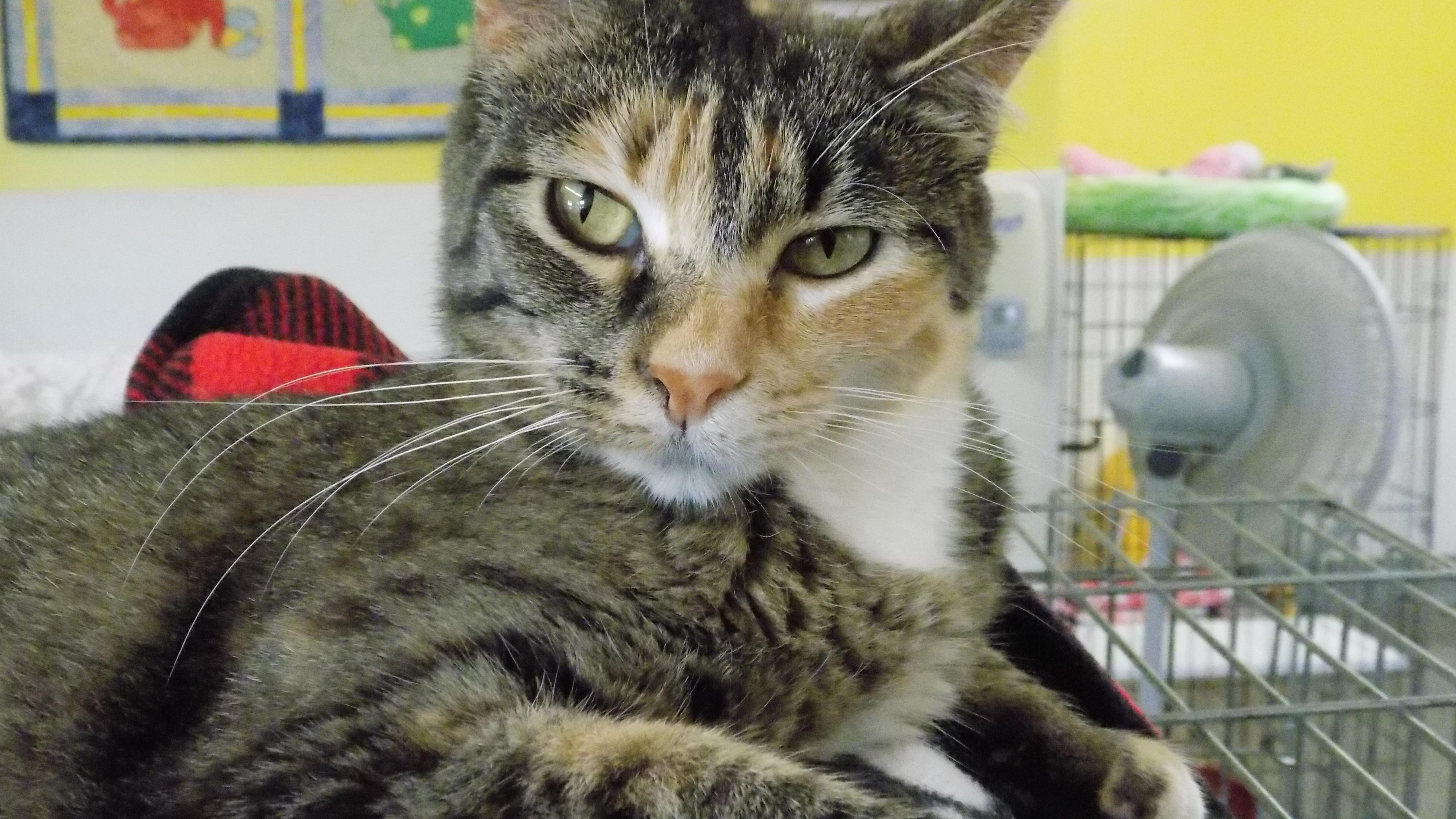 Charity, a Adoptable Domestic Short Hair in Savanna, IL image 1/5