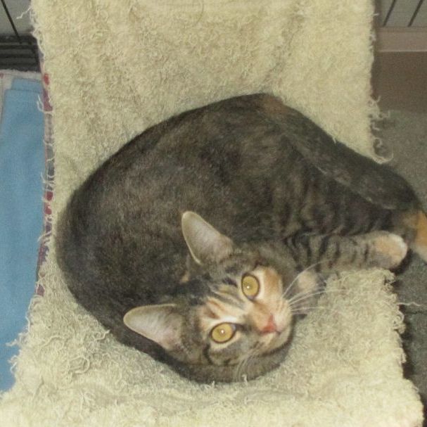 Charity, Adoptable, Young Female Domestic Short Hair.