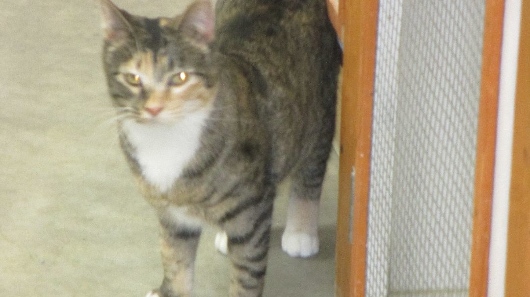 Charity, a Adoptable Domestic Short Hair in Savanna, IL image 4/5