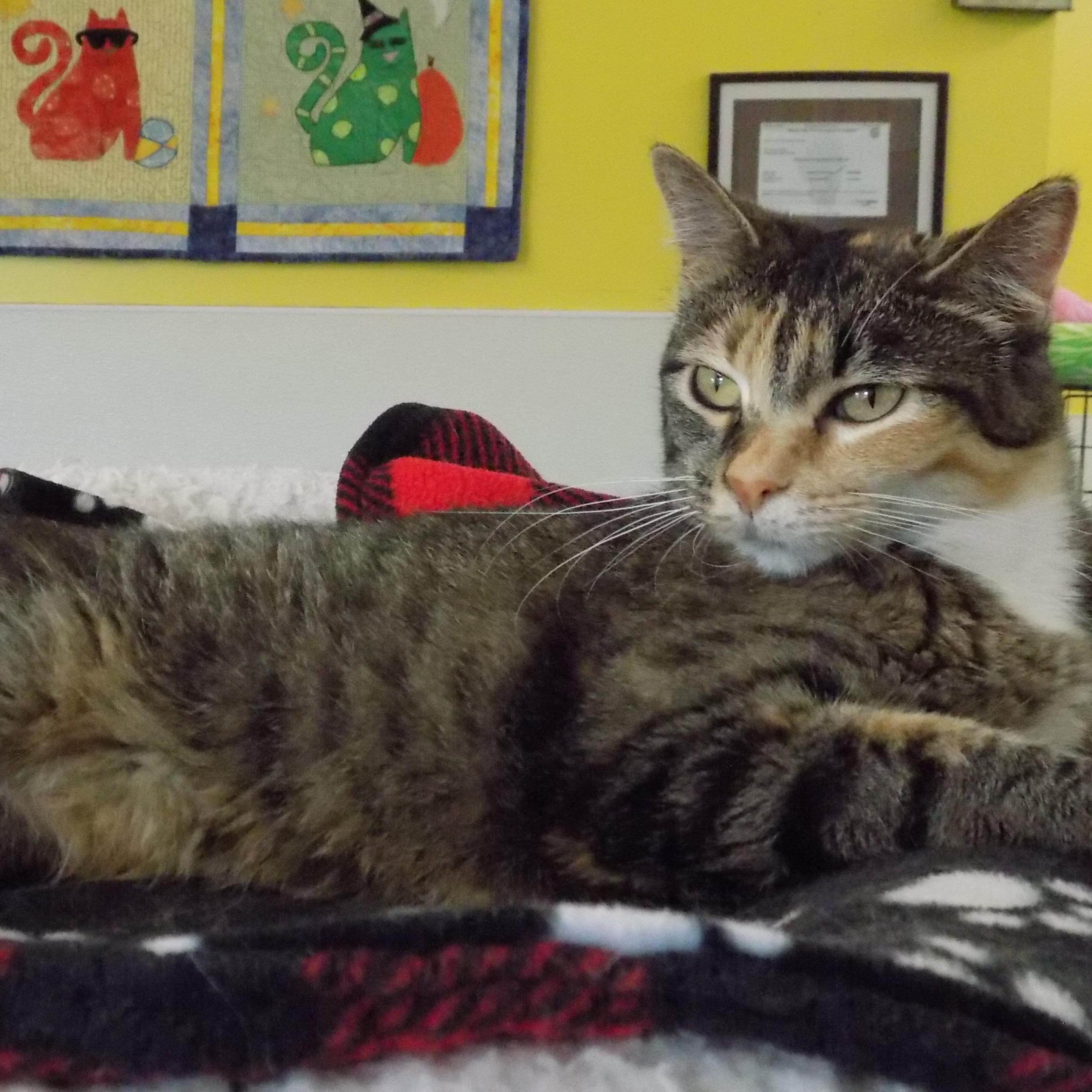 Charity, a Adoptable Domestic Short Hair in Savanna, IL image 6/6