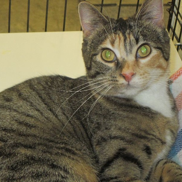 Charity, Adoptable, Young Female Domestic Short Hair.