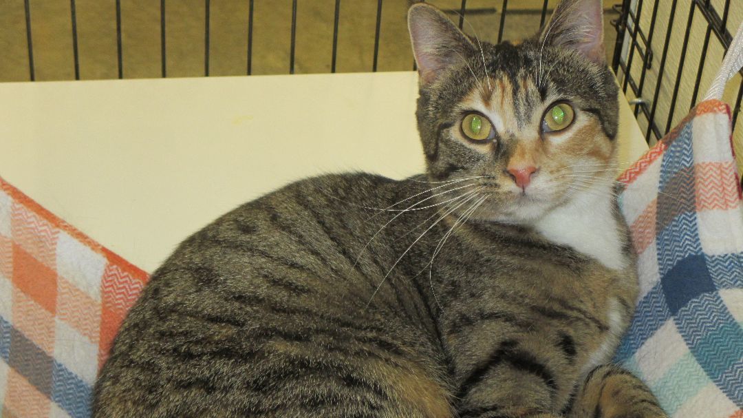 Charity, a Adoptable Domestic Short Hair in Savanna, IL image 3/5