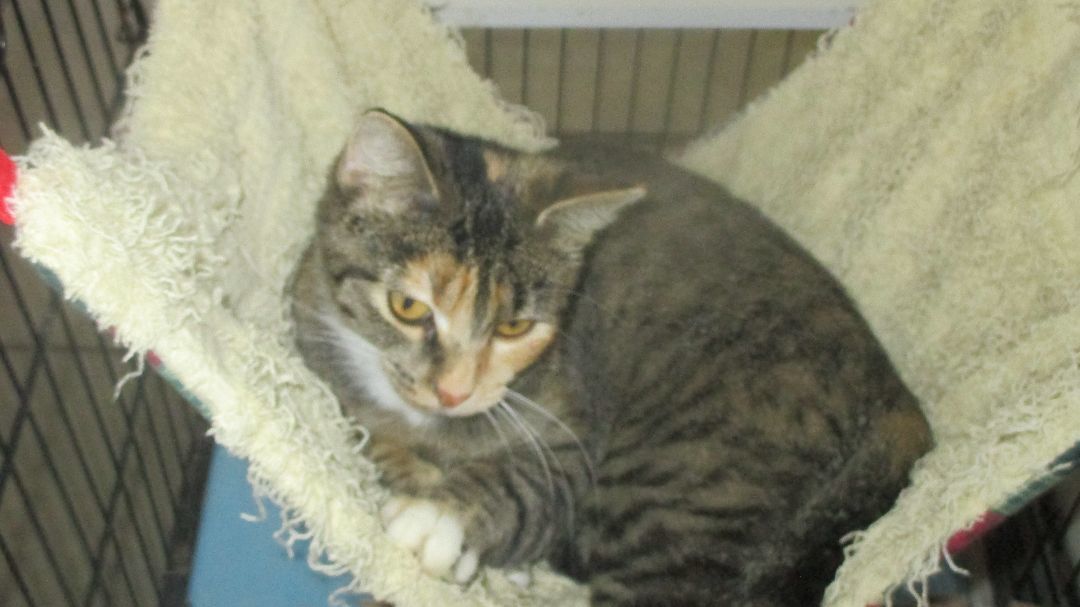 Charity, a Adoptable Domestic Short Hair in Savanna, IL image 5/5
