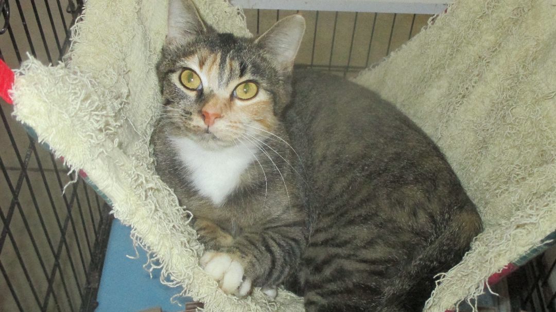 Charity, a Adoptable Domestic Short Hair in Savanna, IL image 2/5