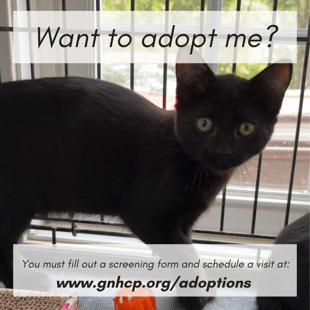 Enlarge Esther, a Adopted Domestic Short Hair in New Haven, CT image 1/2