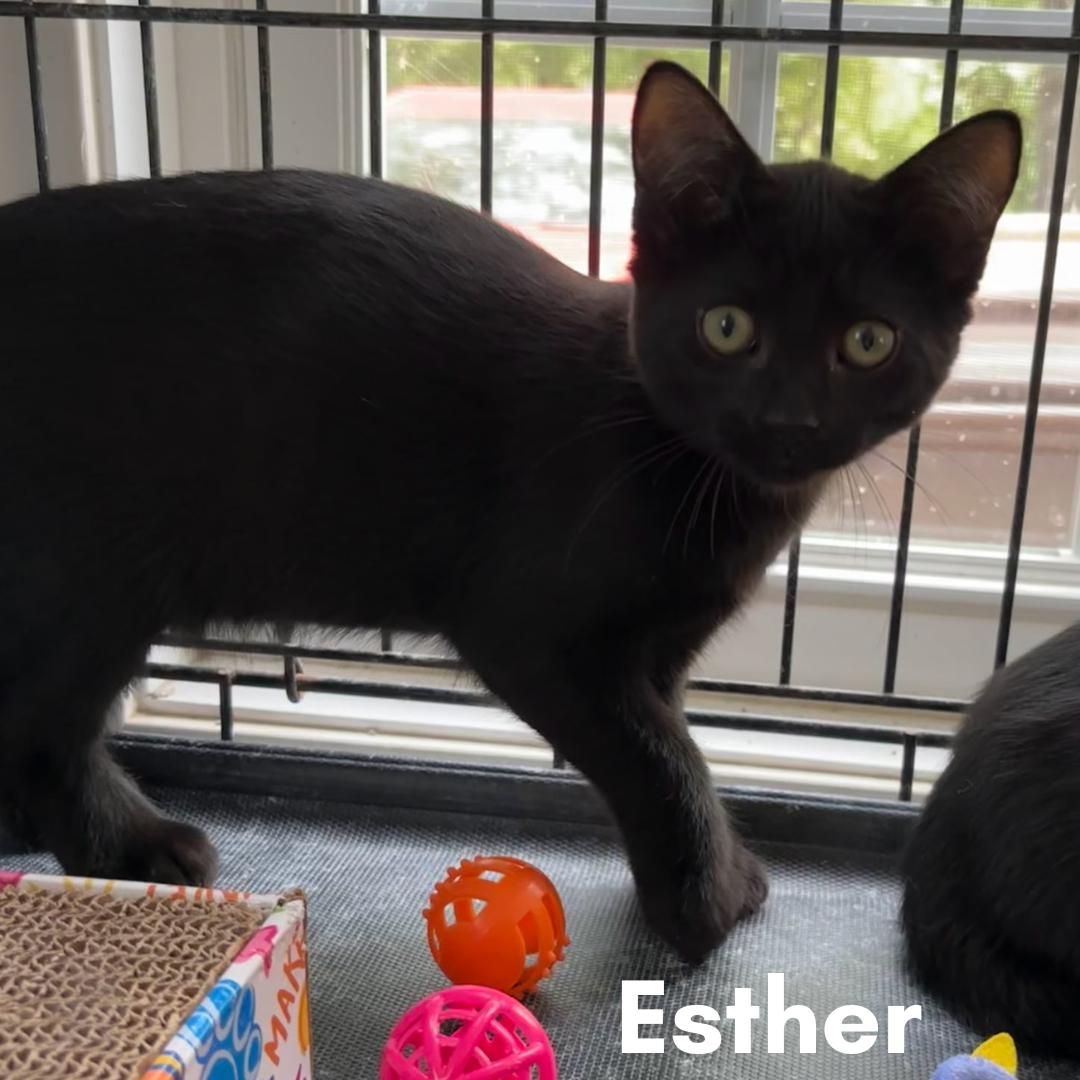 Enlarge Esther, a Adopted Domestic Short Hair in New Haven, CT image 2/2