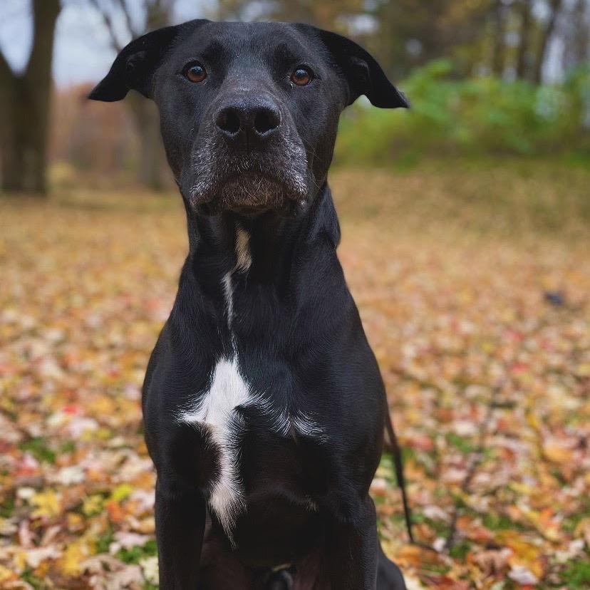 Jester, Adoptable, Adult Male Black Labrador Retriever & Mixed Breed.