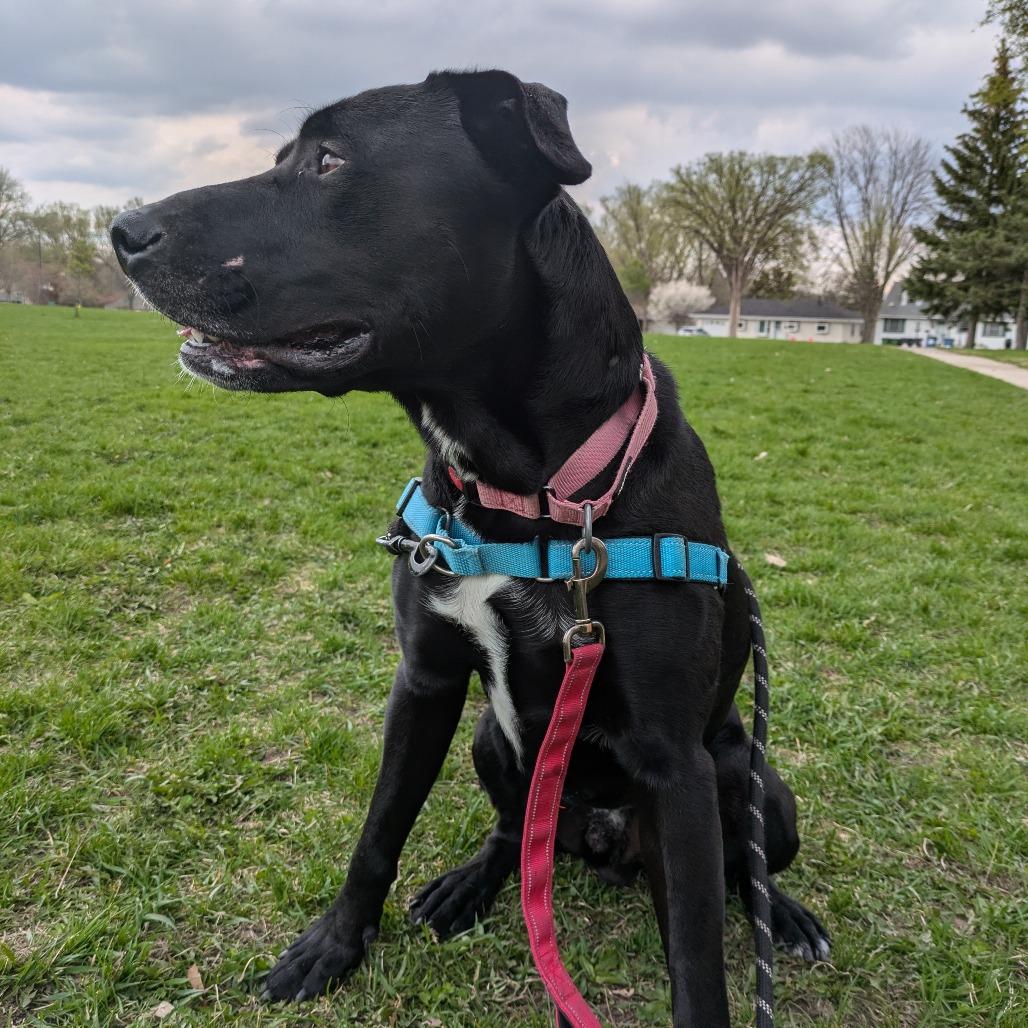 Jester, a Adoptable mixed breed in Chaska, MN image 2/6