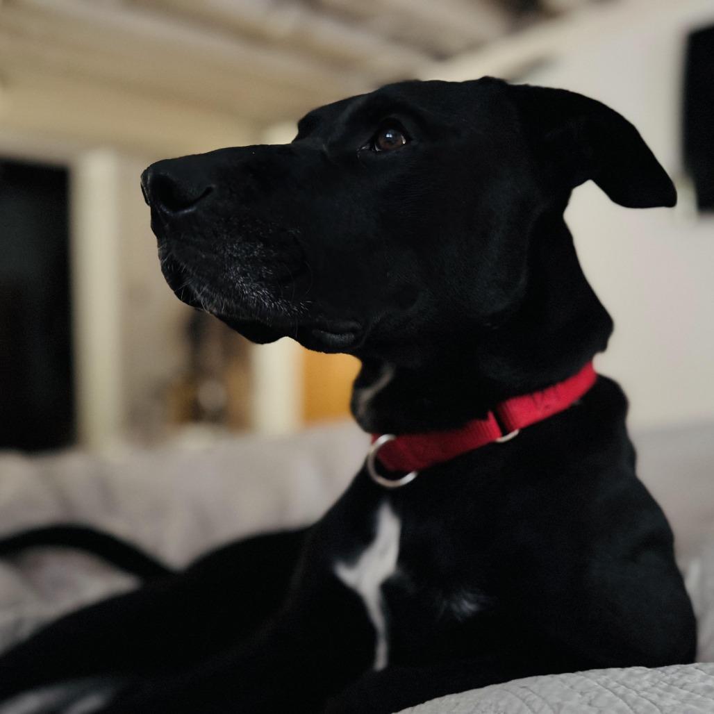 Jester, a Adoptable mixed breed in Chaska, MN image 3/6