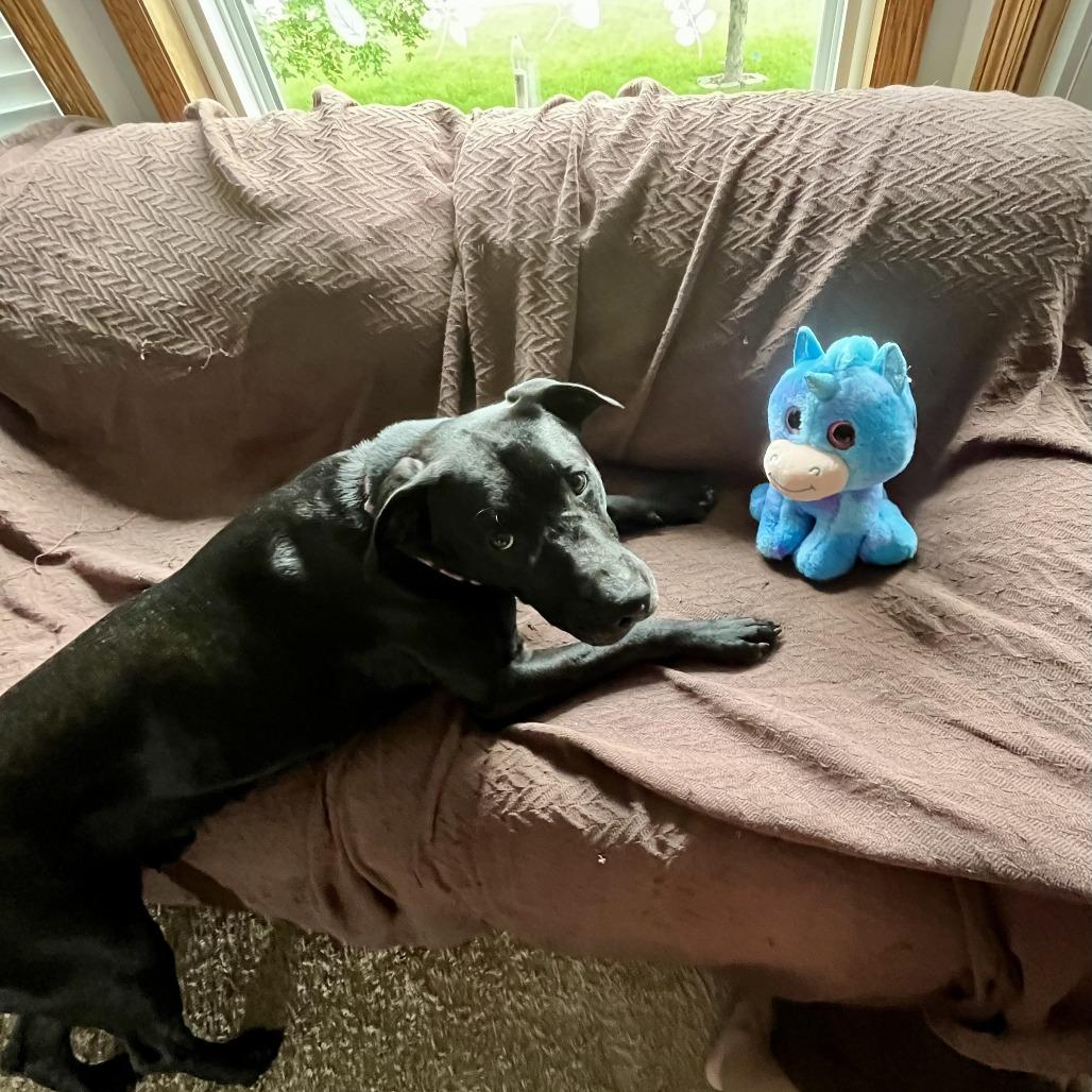 Jester, a Adoptable mixed breed in Chaska, MN image 4/6