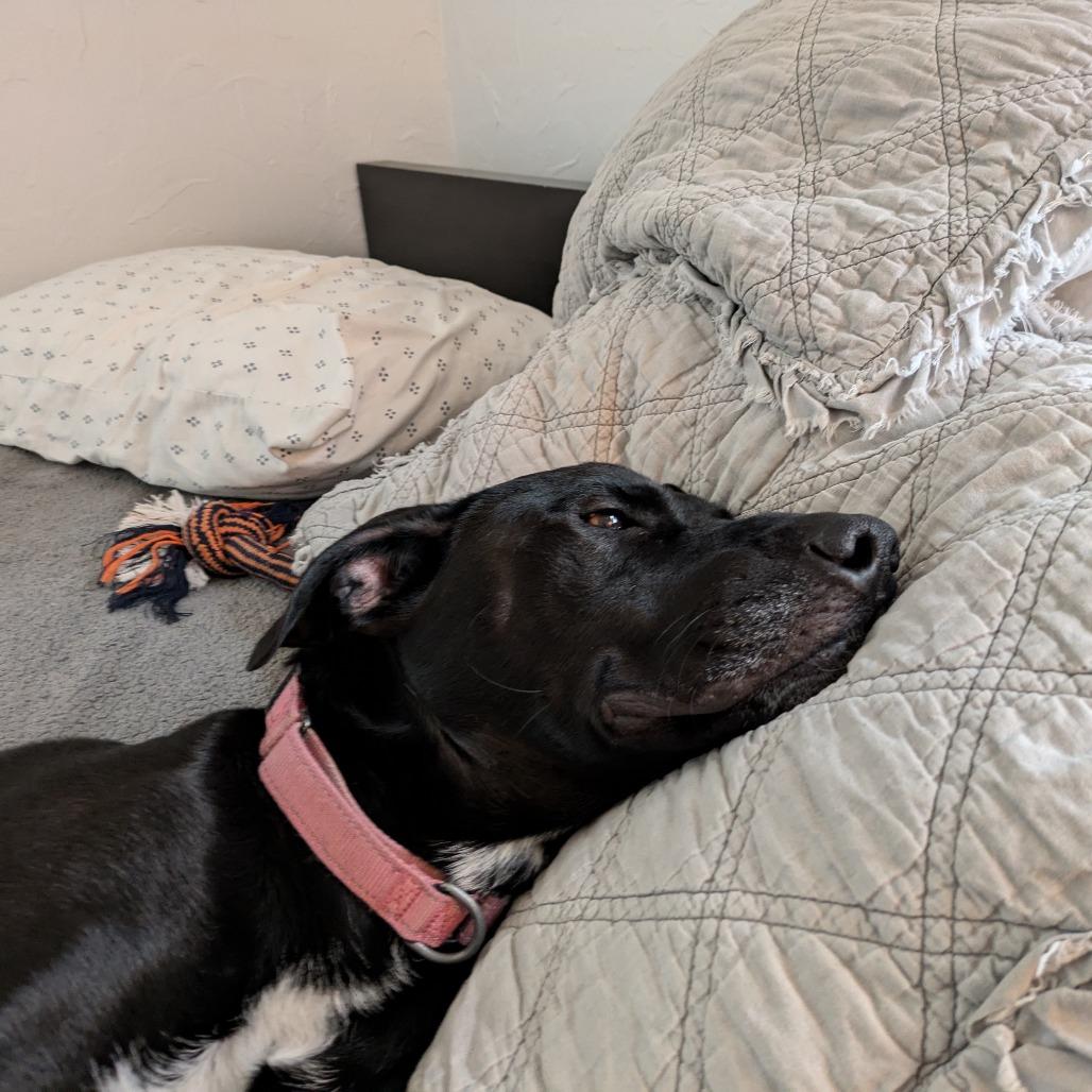 Jester, a Adoptable mixed breed in Chaska, MN image 5/6