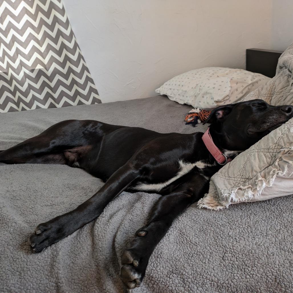 Jester, a Adoptable mixed breed in Chaska, MN image 6/6