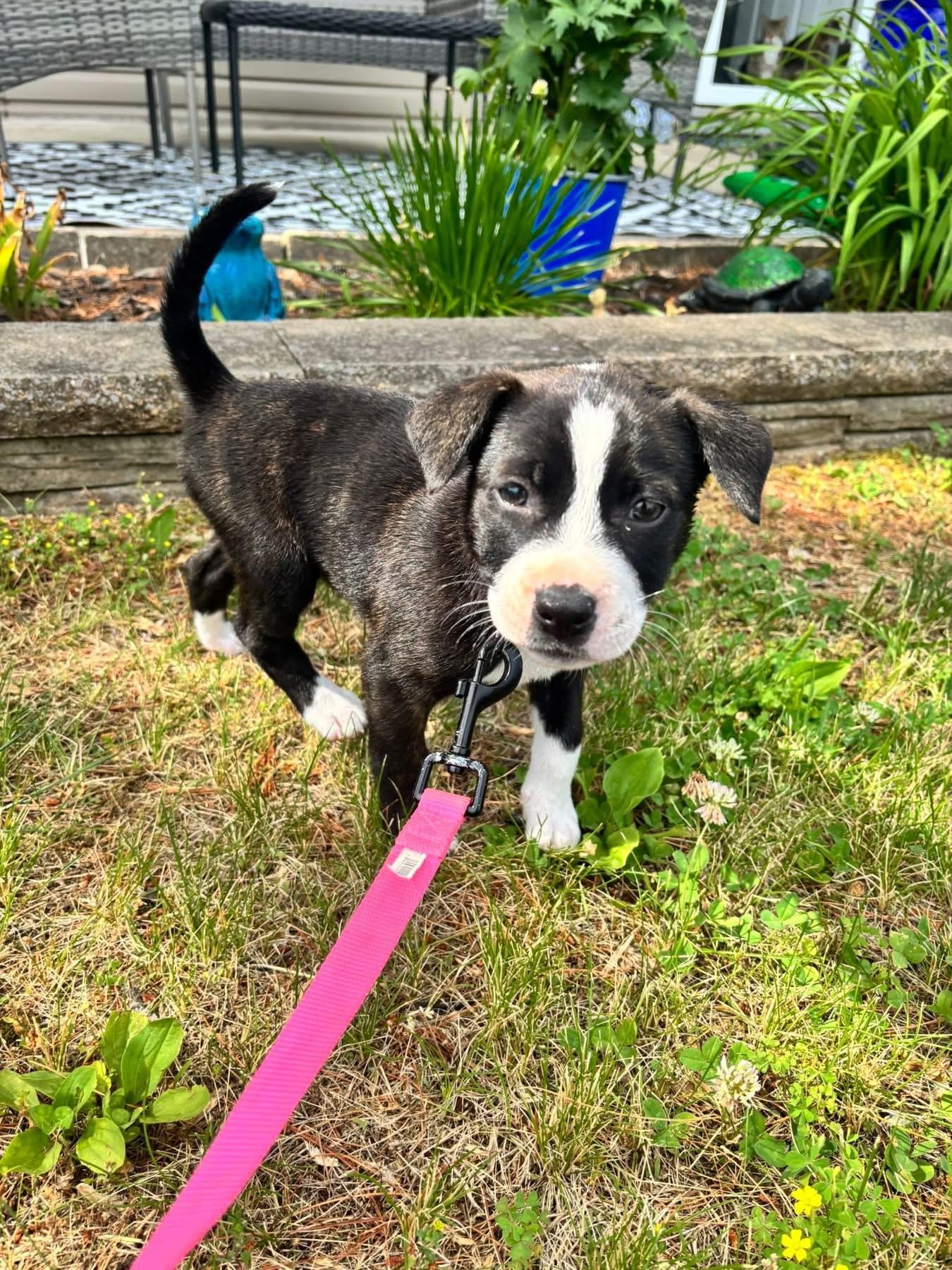 Daphne, Adoptable, Puppy Female Labrador Retriever.