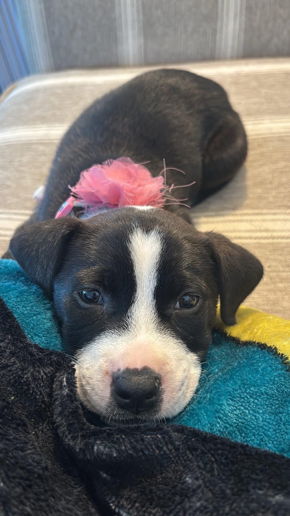 Daphne, a Adoptable mixed breed in Berlin, NJ image 2/3