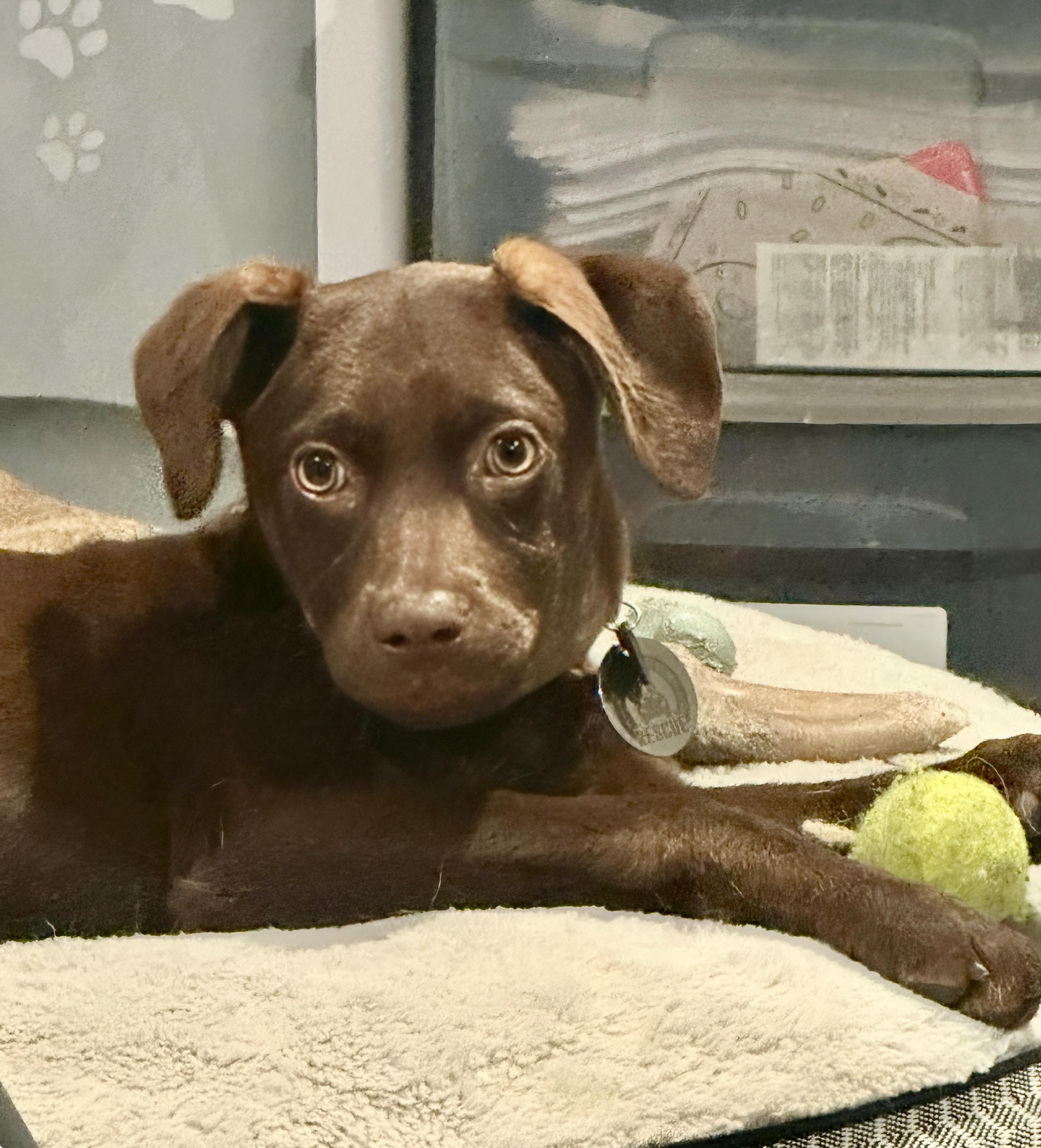 Enlarge Brownie, a Adoptable mixed breed in San Diego, CA image 3/6