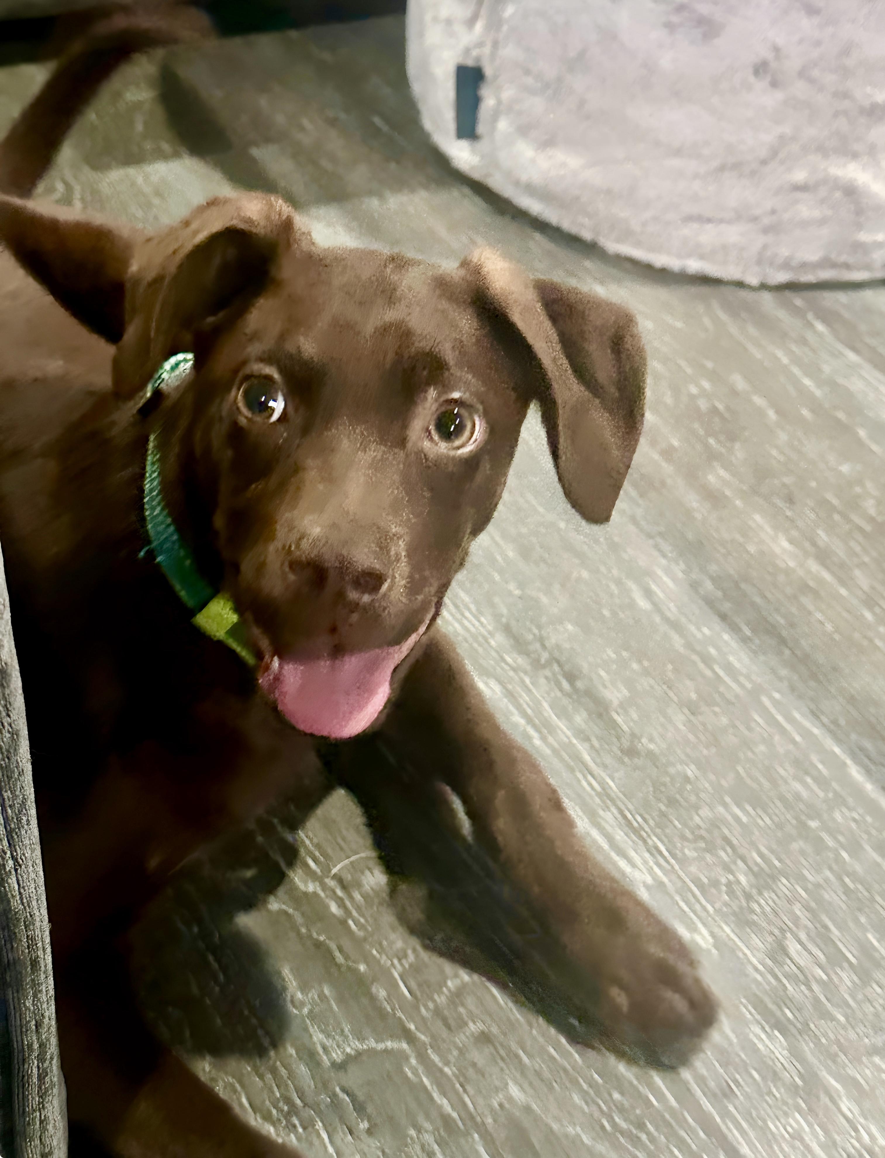 Enlarge Brownie, a Adoptable mixed breed in San Diego, CA image 1/6