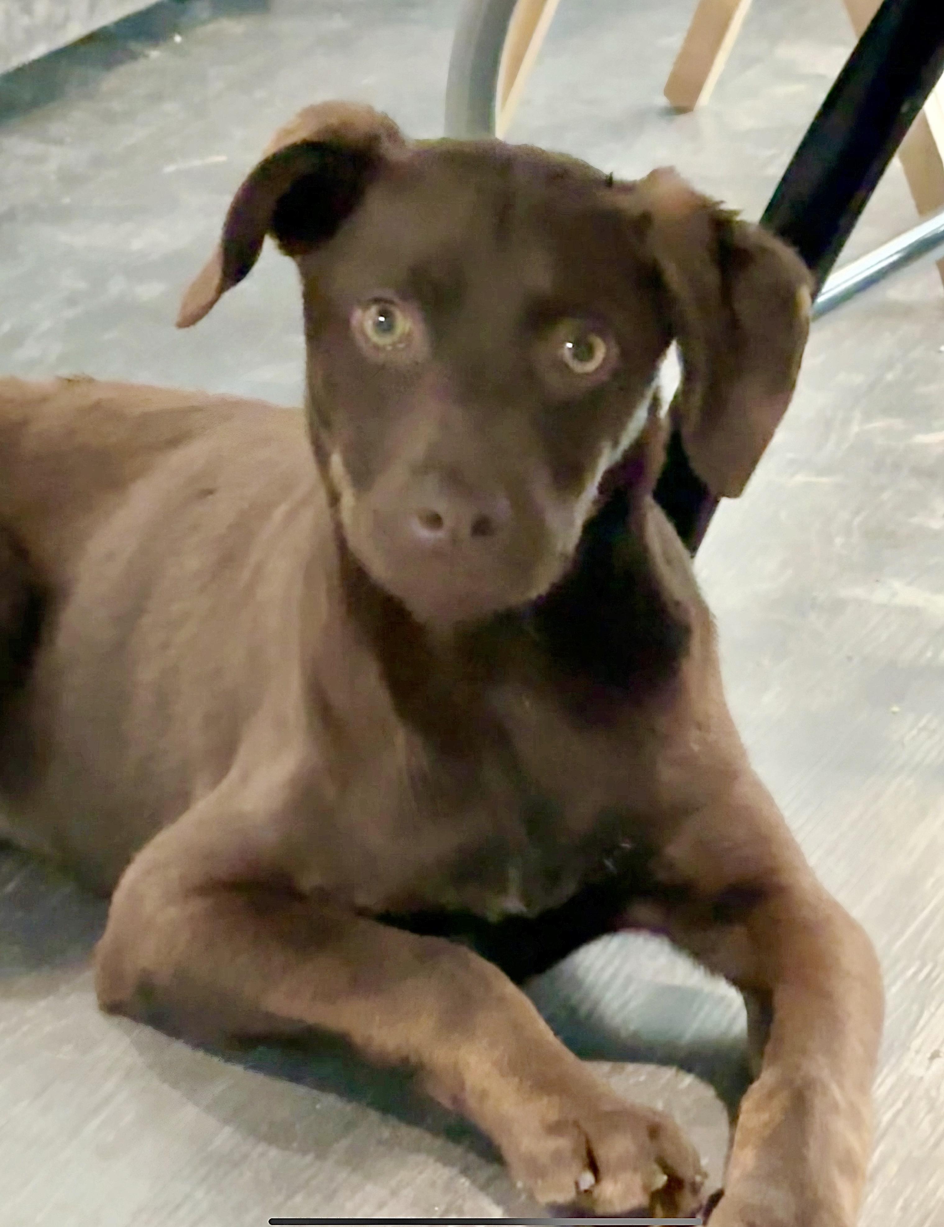 Enlarge Brownie, a Adoptable mixed breed in San Diego, CA image 5/6