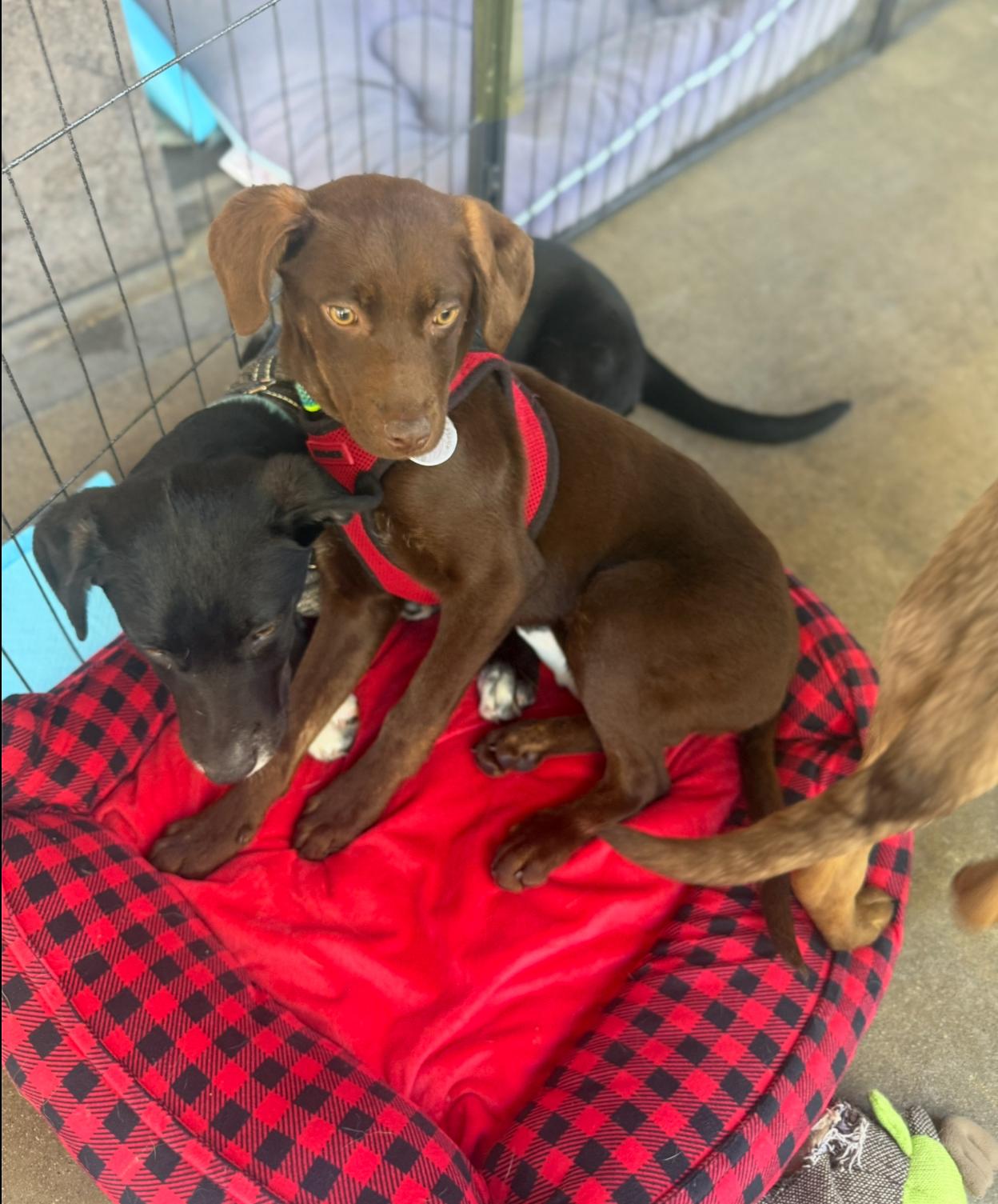 Enlarge Brownie, a Adoptable mixed breed in San Diego, CA image 6/6