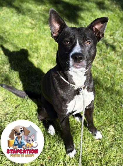 Todd, Adoptable, Adult Male Pit Bull Terrier & Mixed Breed.