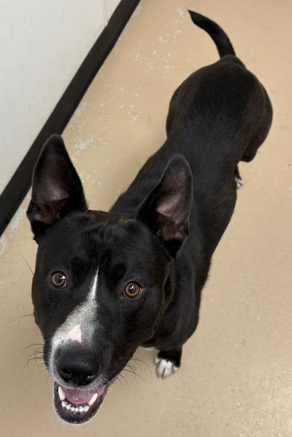 Enlarge Todd, a Adoptable mixed breed in Phoenix, AZ image 3/3