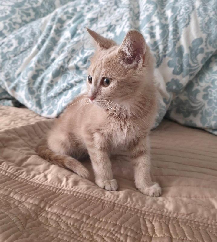 Peanut, Adopted, Young Female Tabby.