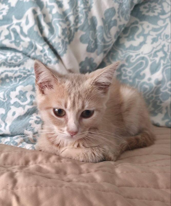 Enlarge Peanut, a Adopted Tabby in Knoxville, TN image 2/3