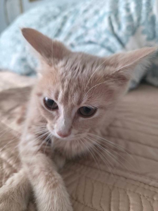 Enlarge Peanut, a Adopted Tabby in Knoxville, TN image 3/3