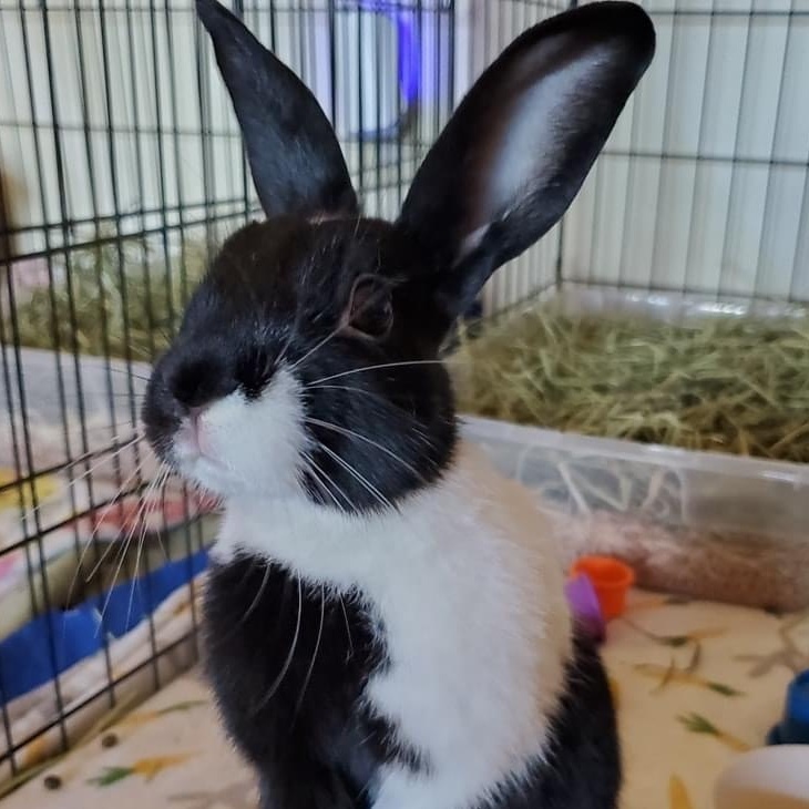Rabbit for adoption Judy, a Dutch in Huntsville, AL Petfinder