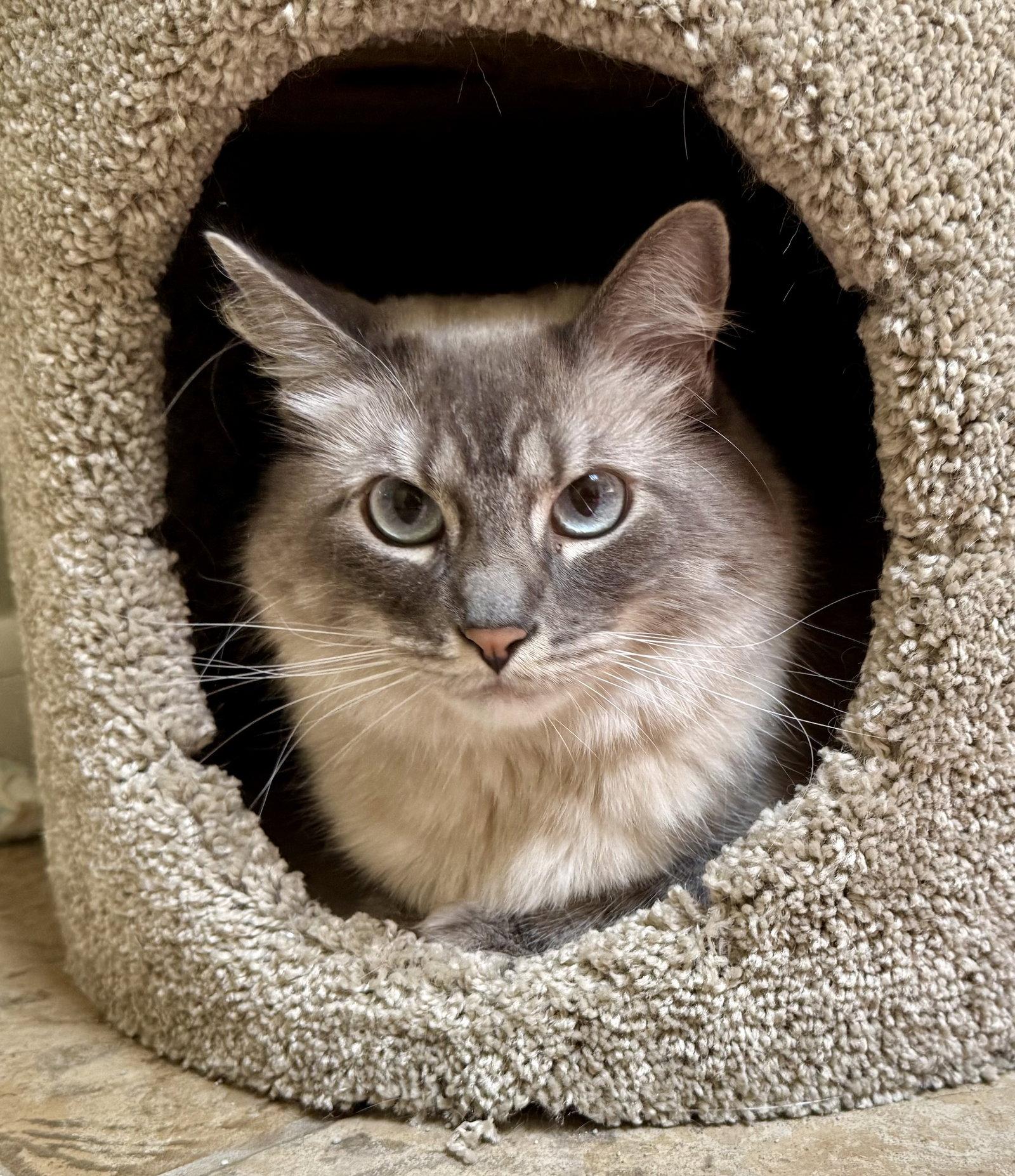 Enlarge Thor, a Adoptable mixed breed in Texarkana, TX image 1/3